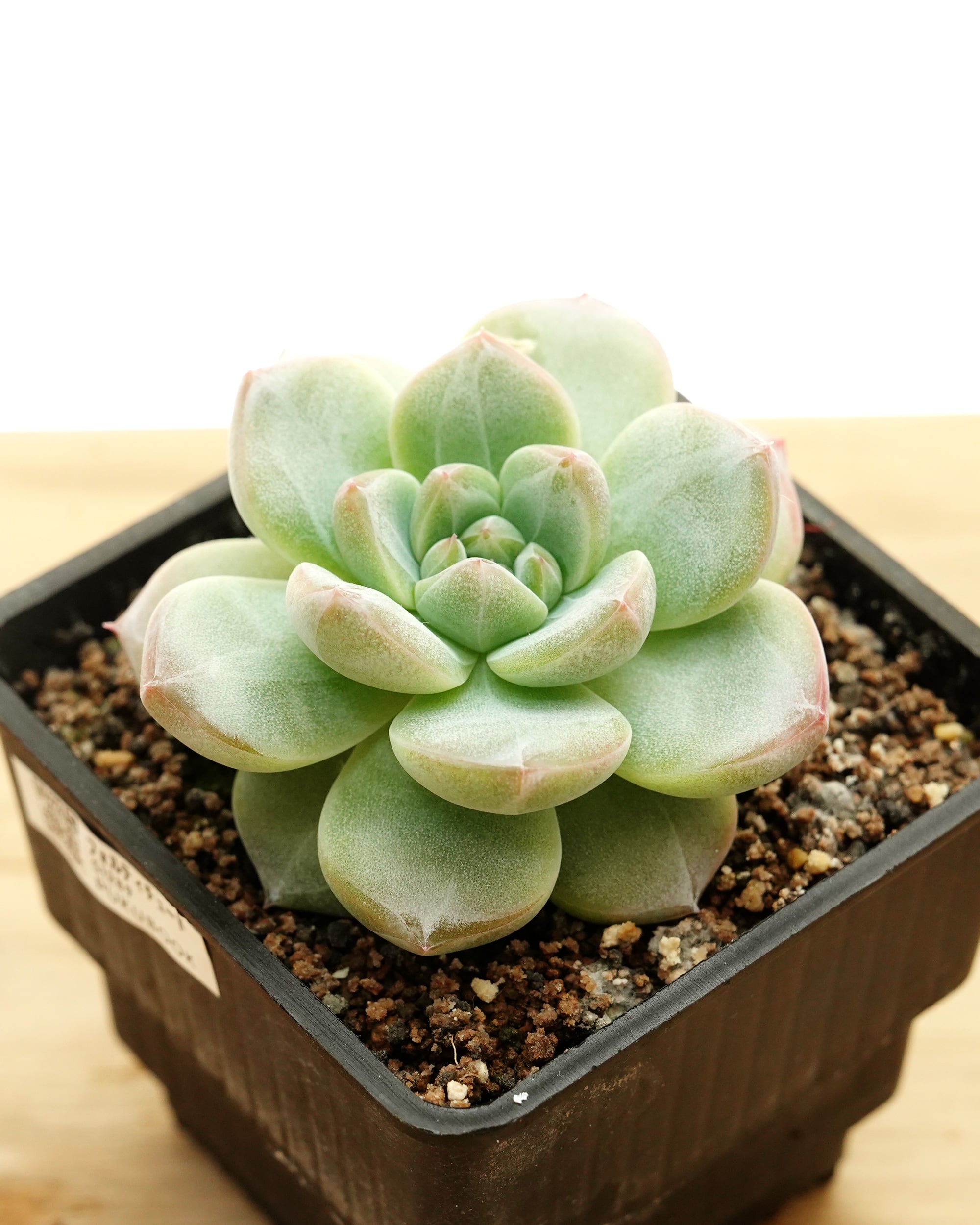 PREMIUM】 抜き苗 アエオニウム 札落ち（紅顔？） 2頭群生 Aeonium sp