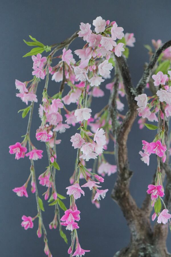盆栽 枝垂れ桜 Cherry Tree Bonsai #103 | Oh! BONSAI