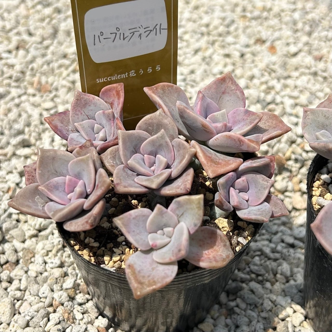 ルビーティント 3カット 多肉植物 | Succulent 花うらら 〜多肉植物