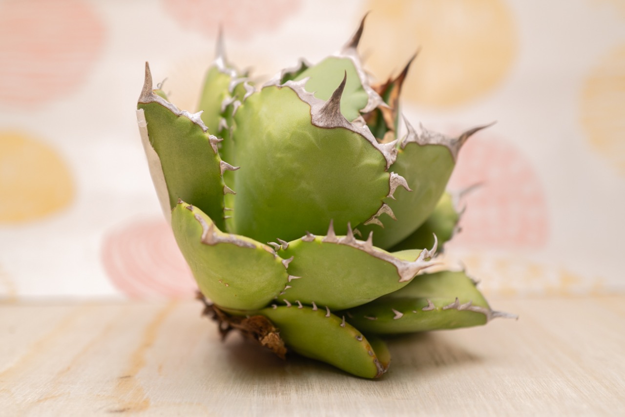 アガベ チタノタ QUEEN① 画像8