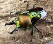 《ニジイロクワガタ 45mm ペア》セルヴォラン氏委託個体