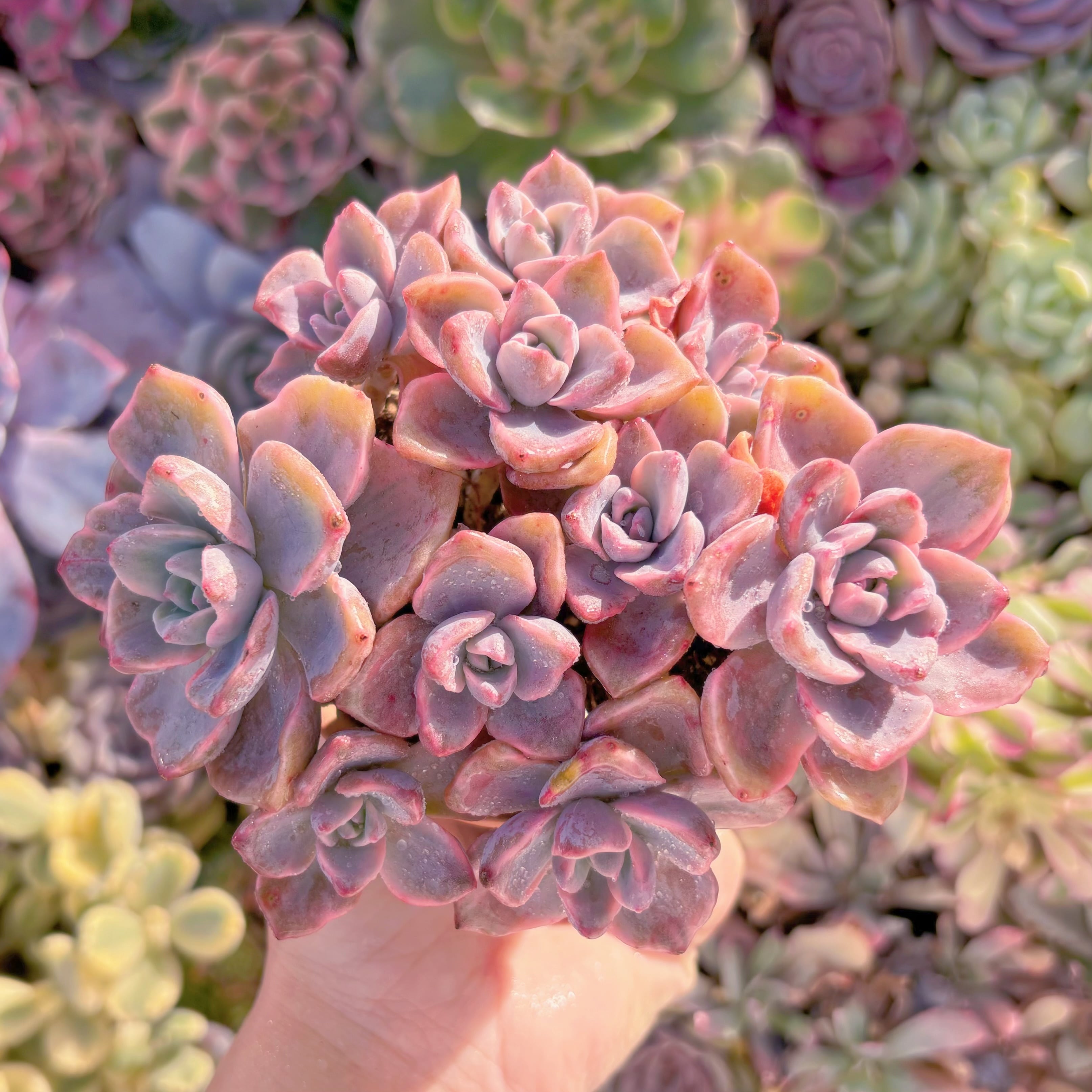 現品　リチャード錦#F213　大群生　るる農園