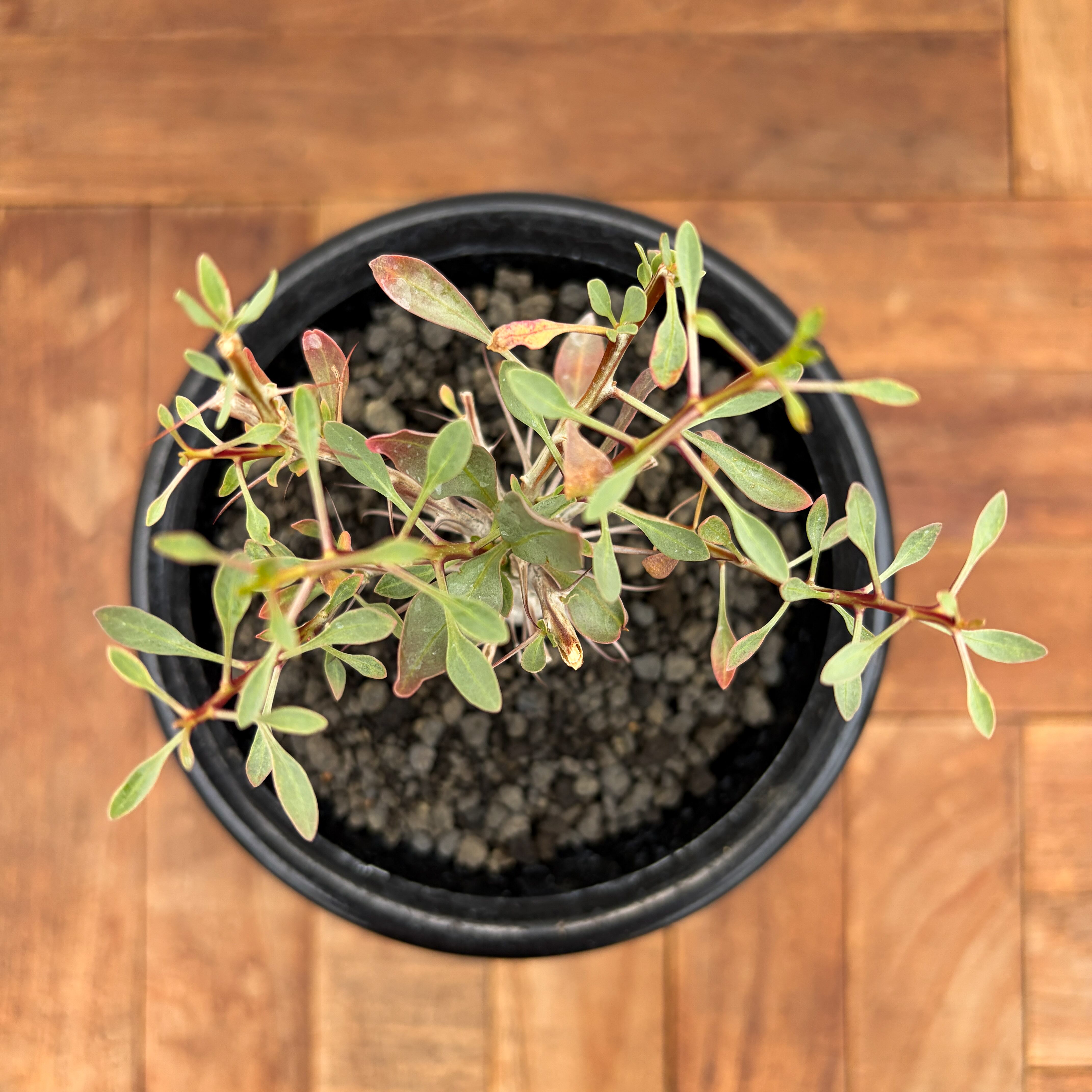 Fouquieria columnaris【フォークイエリア・コルムナリス・観峰玉