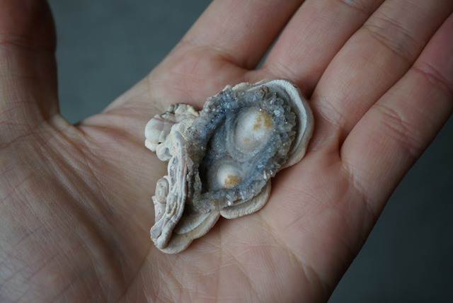 コンシャ・アゲート Concha Agate 1824