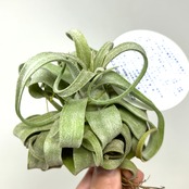 チランジア　ストレプトフィラ【681】