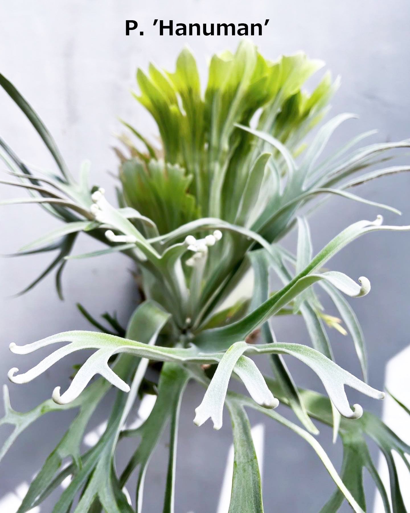 P. 'Hanuman' ビカクシダ ハヌマン | vandaka plants