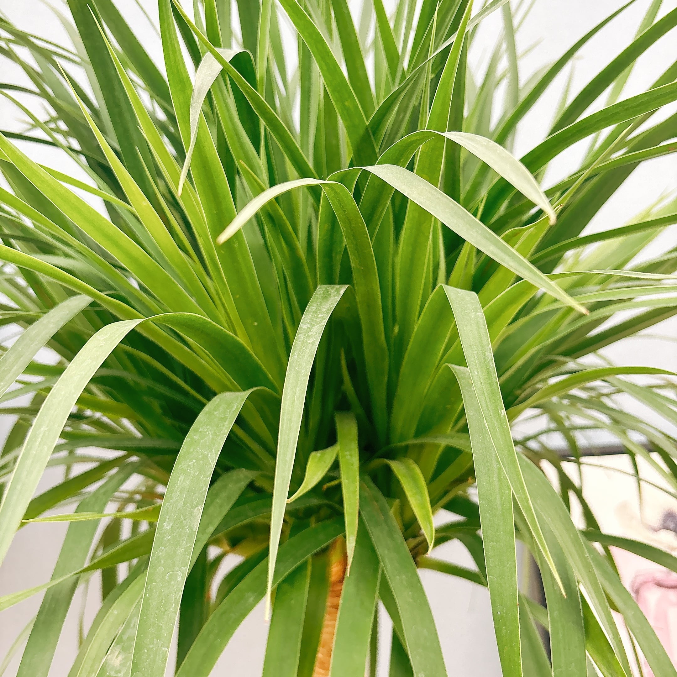 在庫］【希少】ドラセナ カンボジアーナ 観葉植物 レア 室内 幸福の木