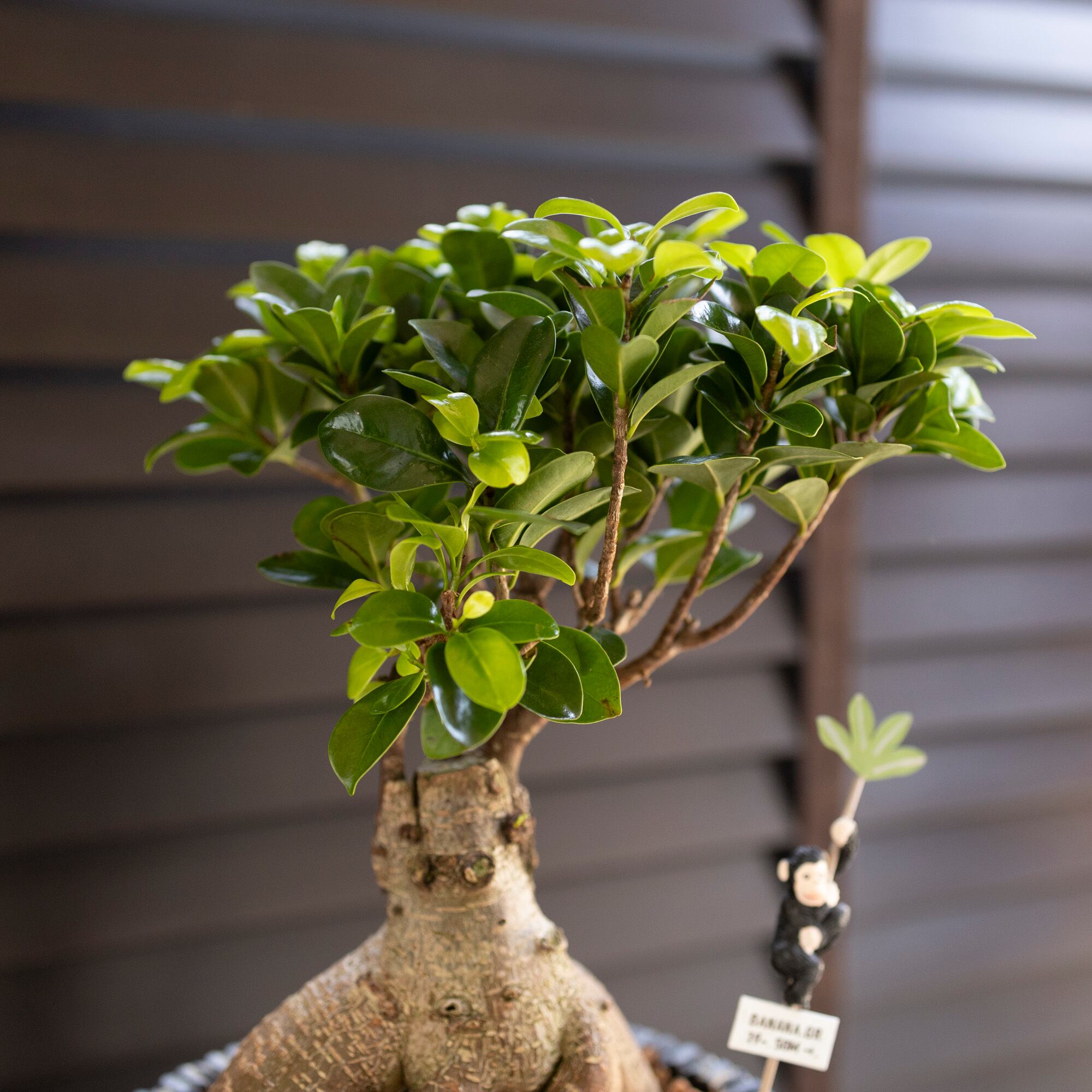 幹極太 多幸の木 ガジュマル 天然苔仕立て アンティーク調陶器鉢