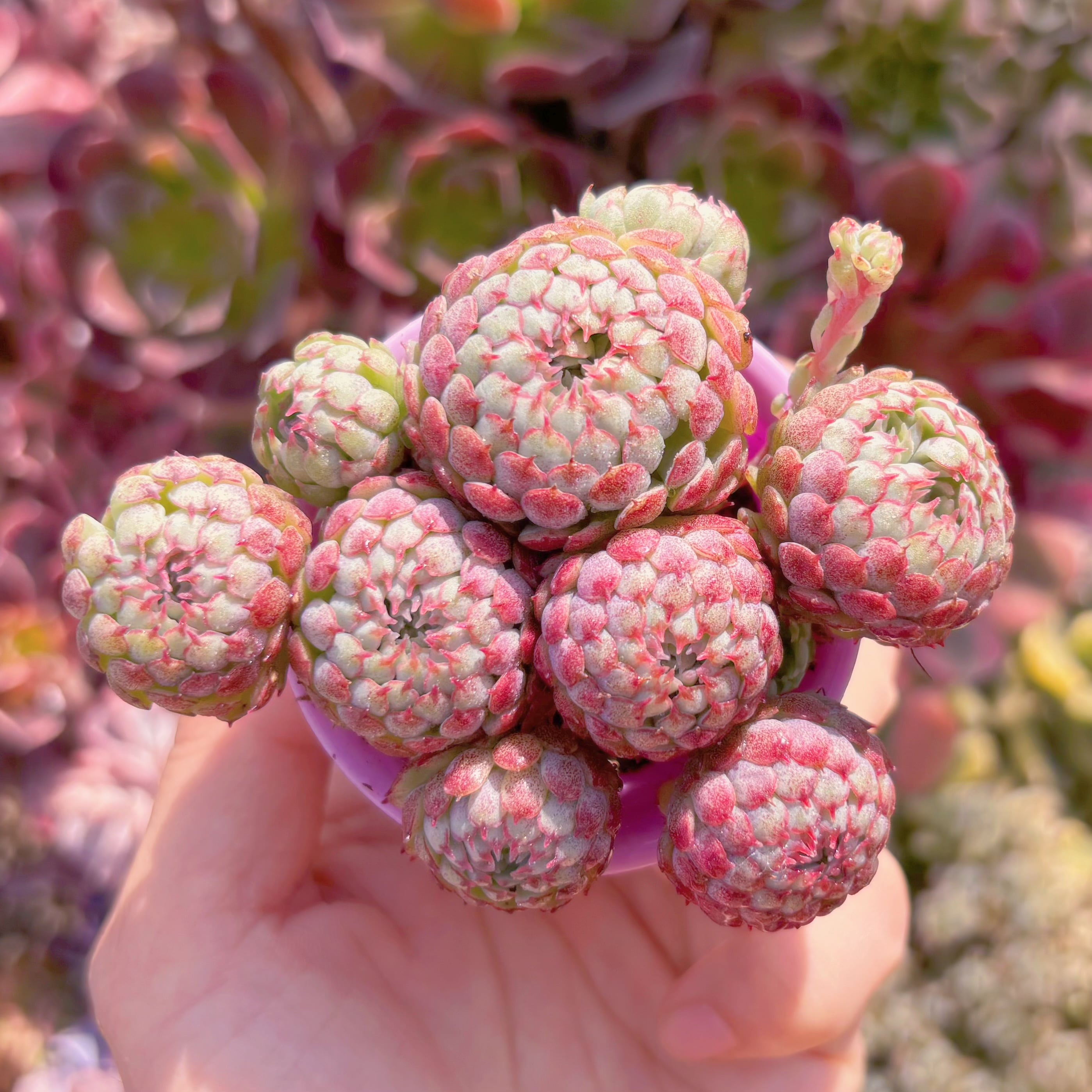 多肉植物　グロブローサ　群生　新入荷　るる農園