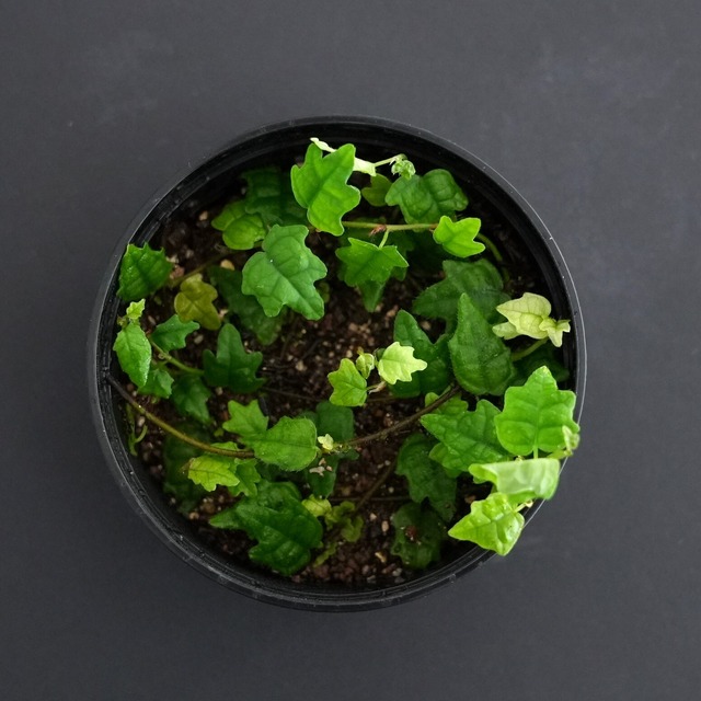 屋久島産ヒメイタビ Ficus thunbergii ｜苔テラリウム作製用素材◆壁面を這うように育つクライマープランツ◆SFポット