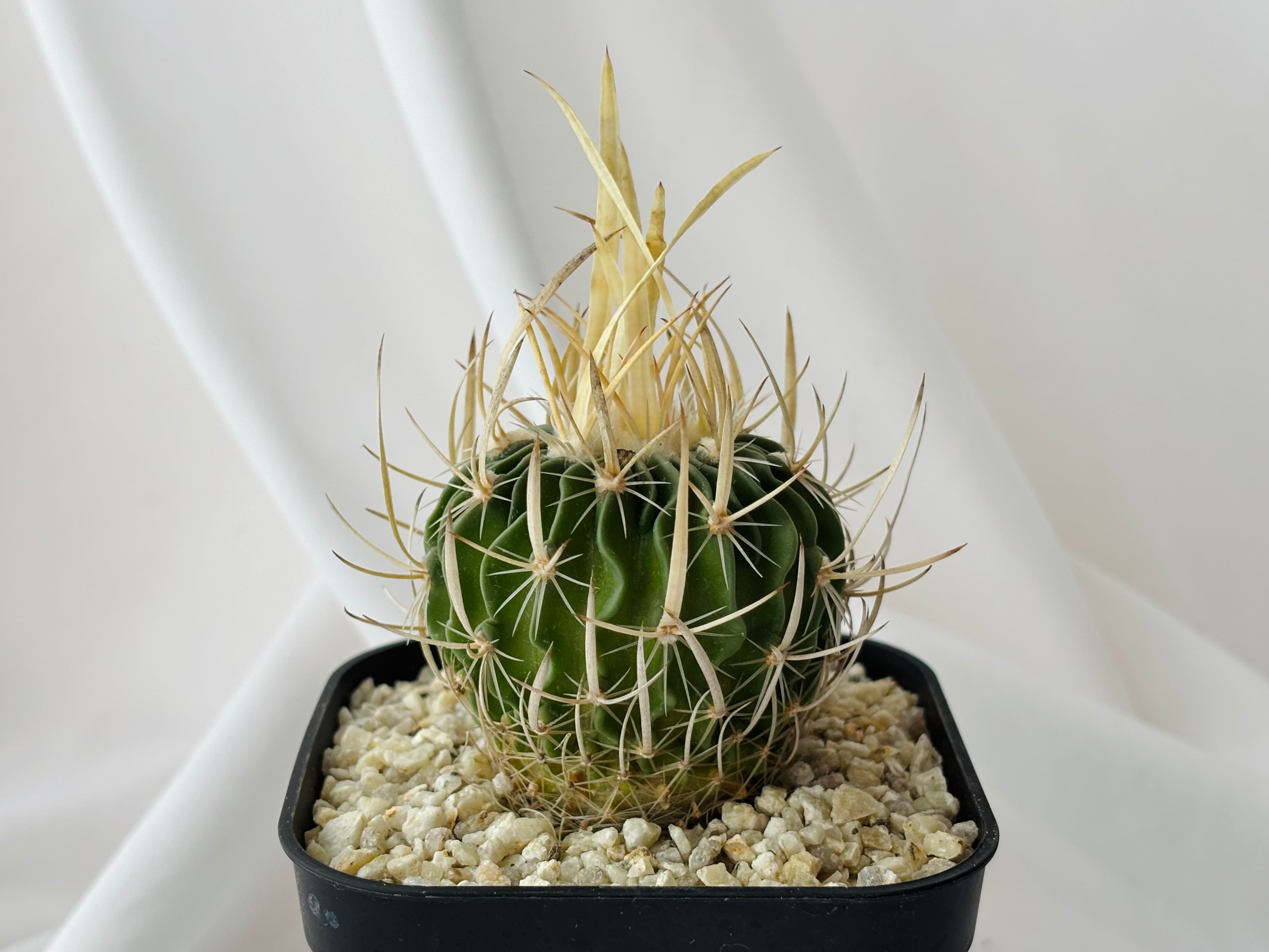 Echinofossulocactus エキノフォスロカクタス 長刺振武玉 サボテン