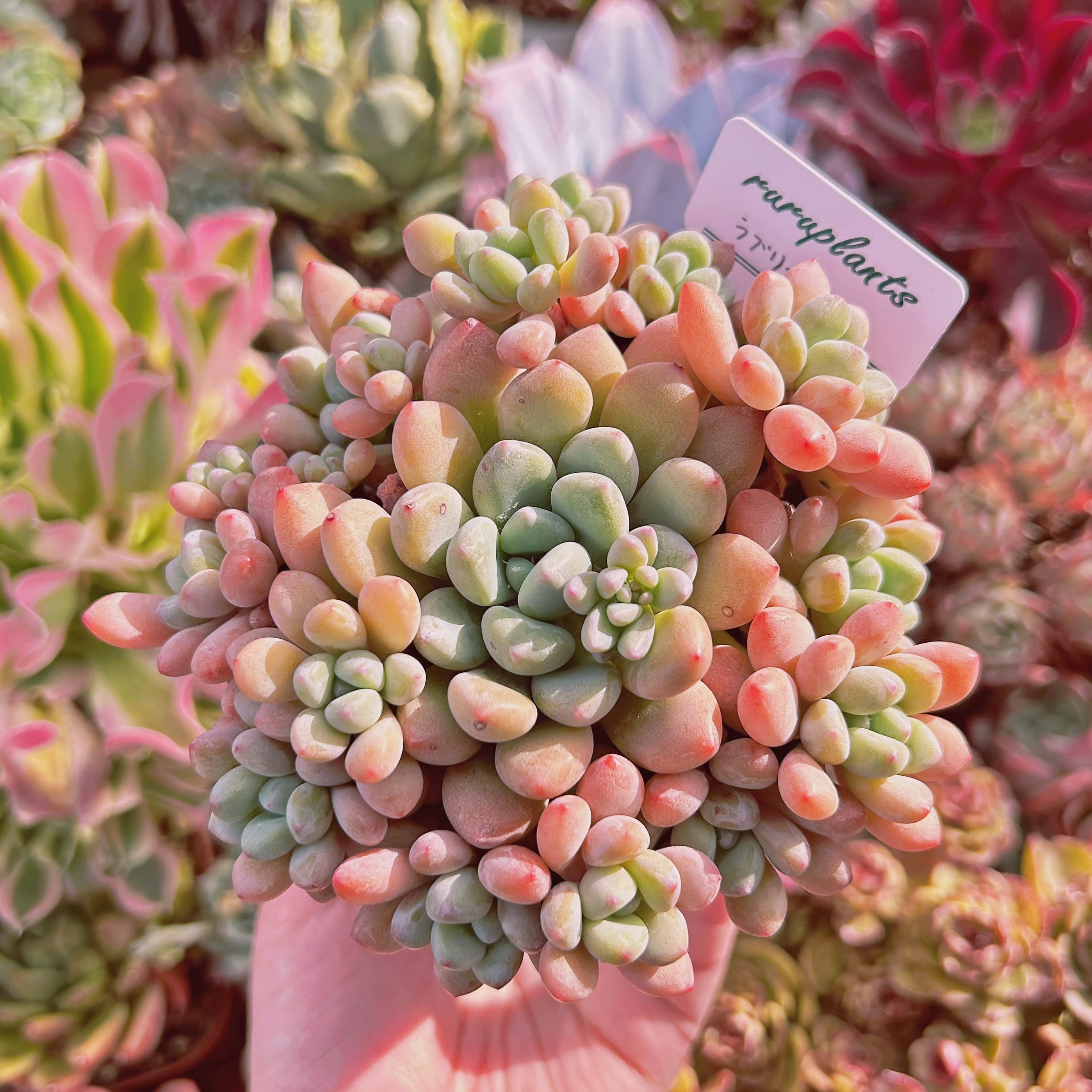 #907現物　多肉植物　 ラブリーディア　特大