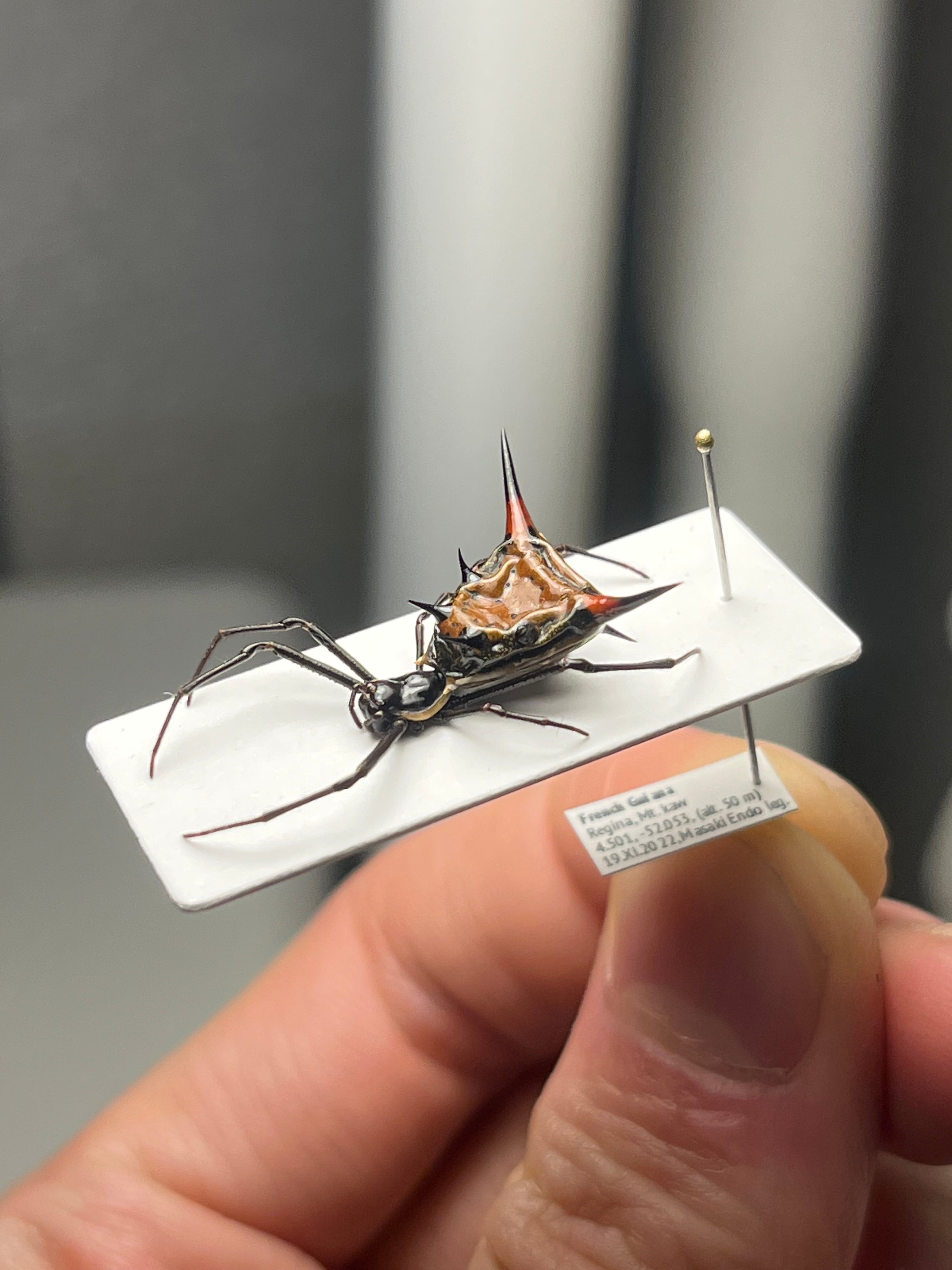 標本】トゲグモ フレンチギアナハンツマン トゥルースパイダーマン