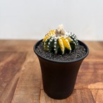 Discocactus horstii variegata【ディスコカクタス・ホルスティ錦】