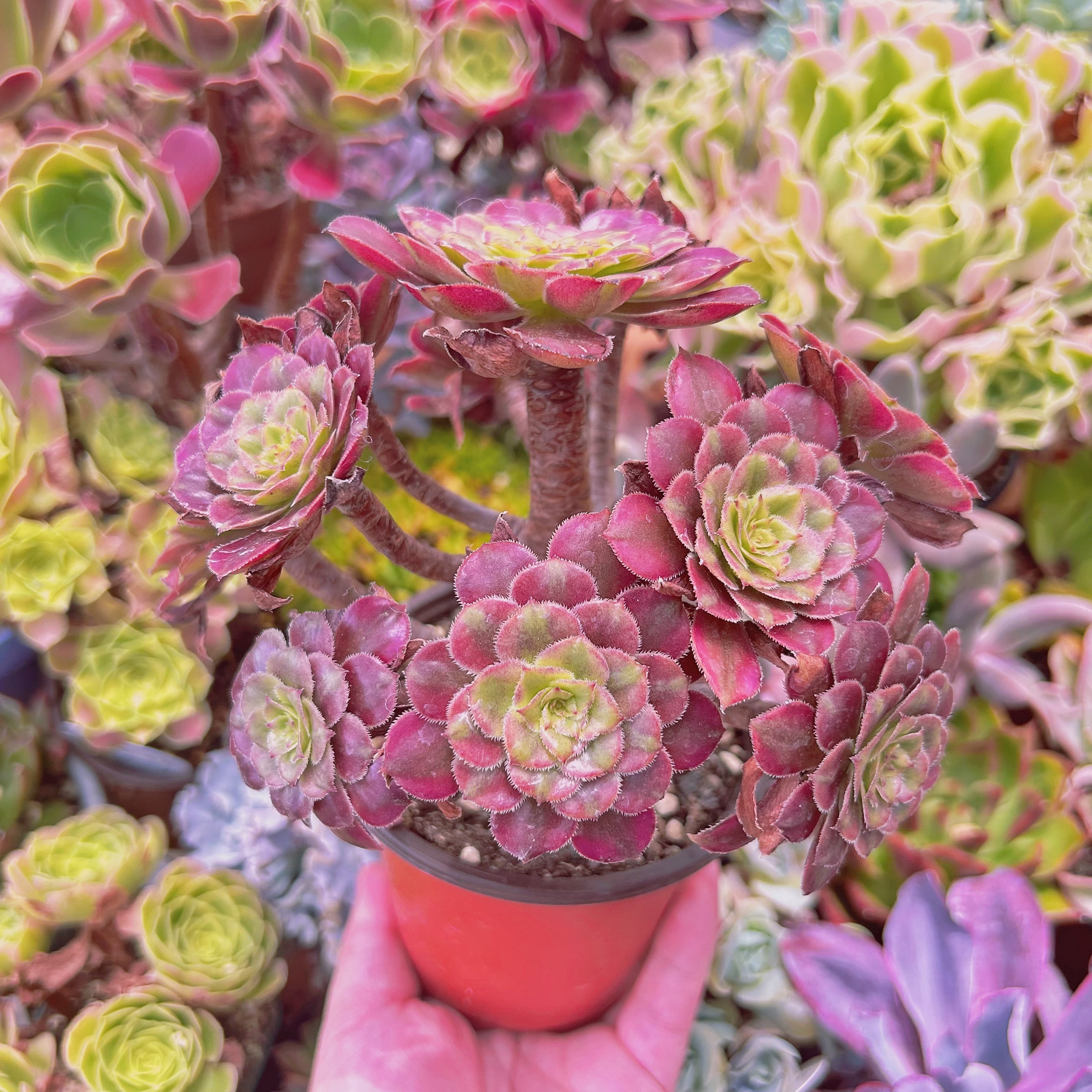 現物 多肉植物 美姫(Aeonium) 特大群生 抜き苗 | るる農園~多肉植物専門
