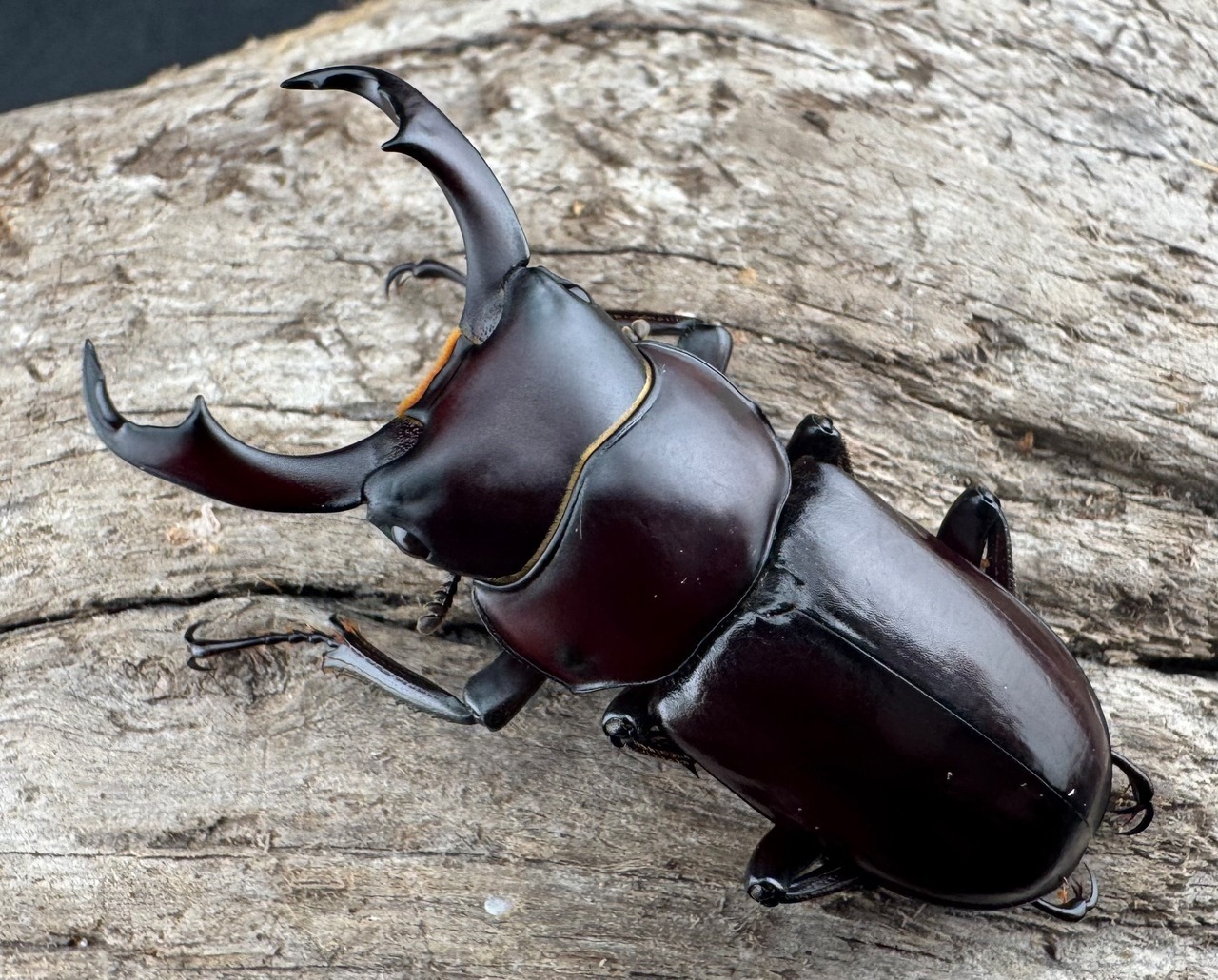 【赤ドル箱】2026 New Year HAPPY BOX（お得箱） 99,999