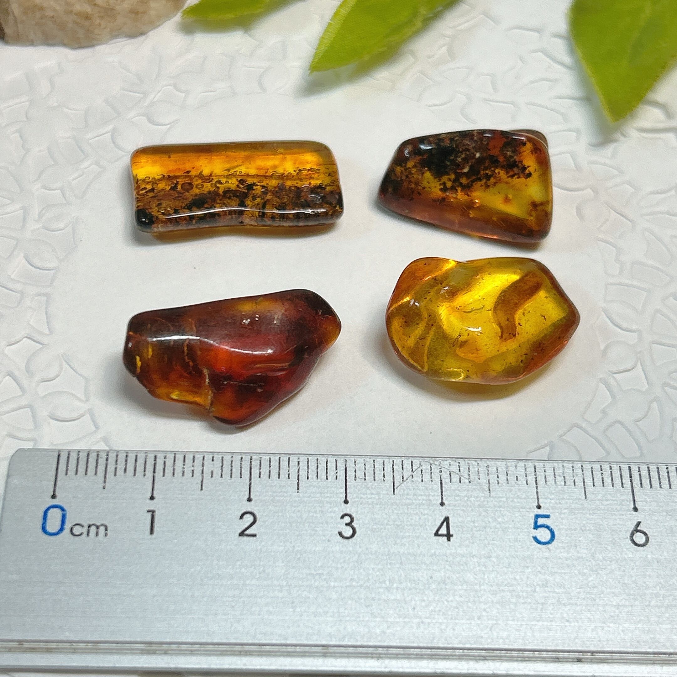 化石]琥珀・アンバー | クリスタル・ワールド御徒町店