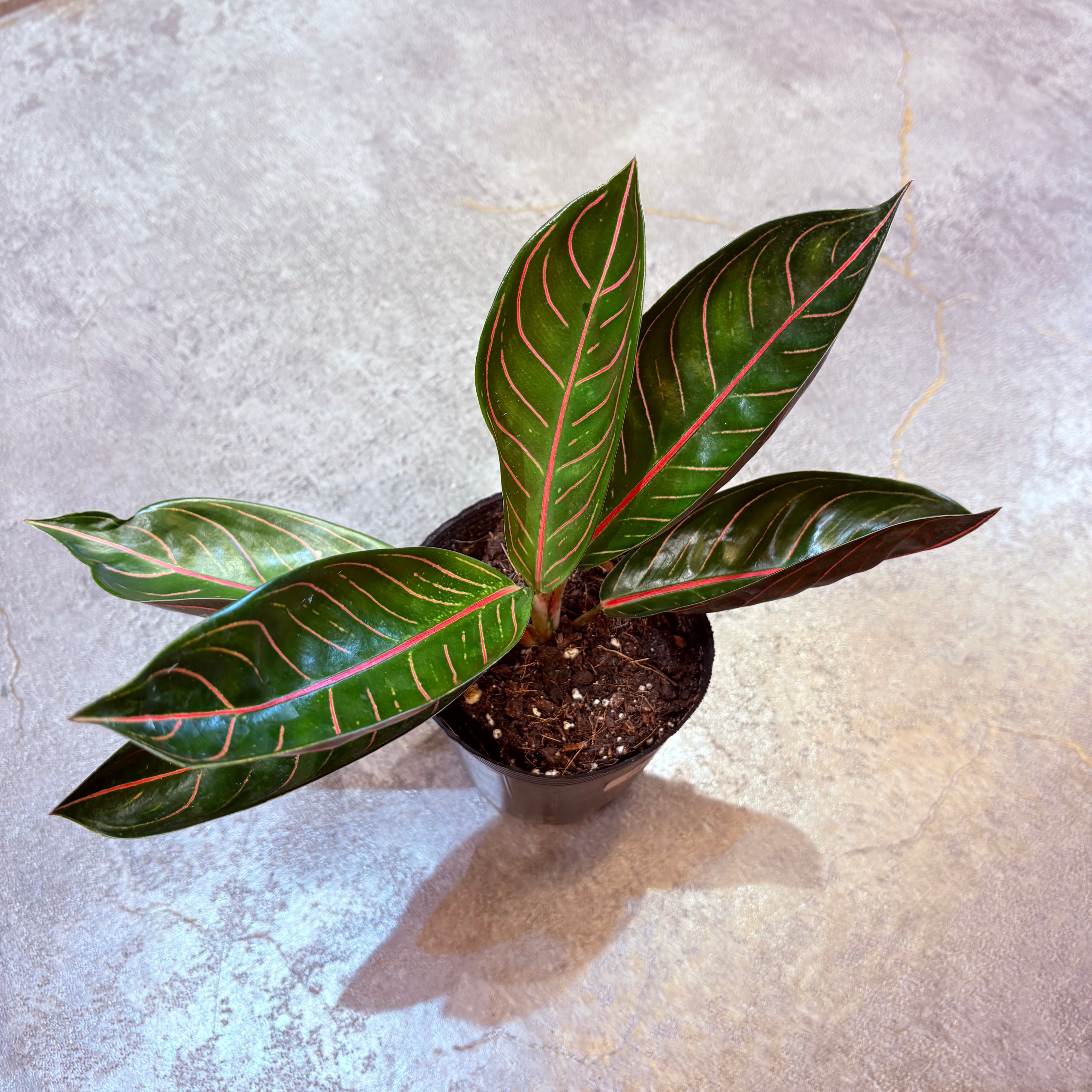 アグラオネマ ブラックスマトラ 3.5号 B | Green Vibes 宇都宮市の観葉