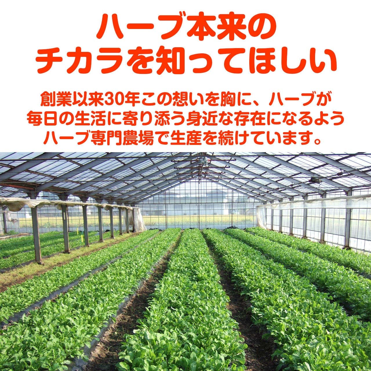 ハーブ 苗 ルッコラ（ロケット） | ハーブ苗のポタジェガーデン 本店