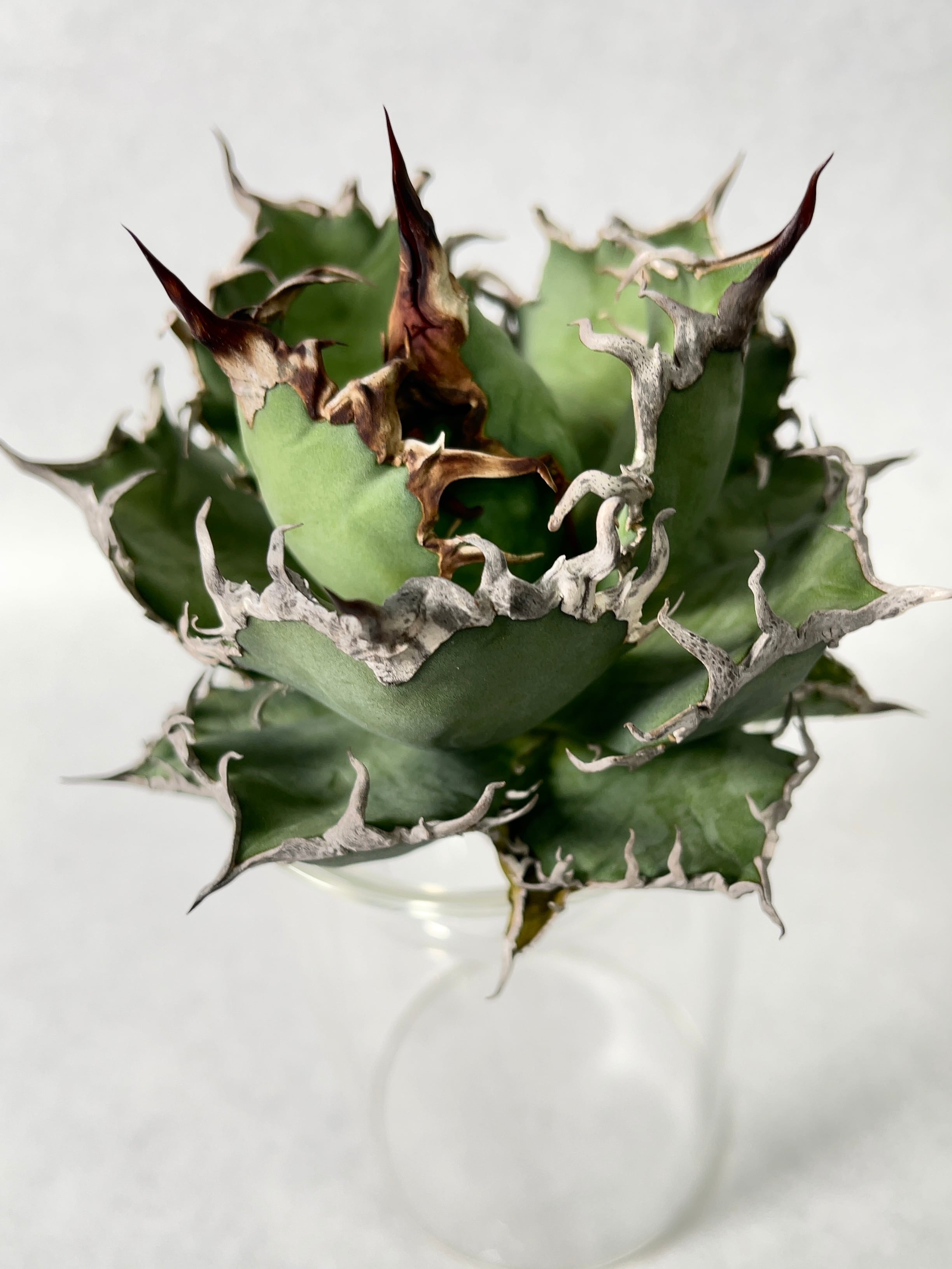 ◆アガベ！シーザー！NO.8◆ アガベ・シーザー 8(M) | trigger