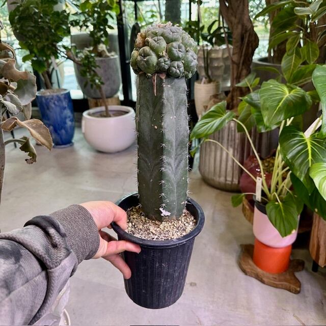 ロフォフォラ ペヨーテ(仔吹き鳥羽玉/ｳﾊﾞﾀﾏ) 接ぎ木サボテン