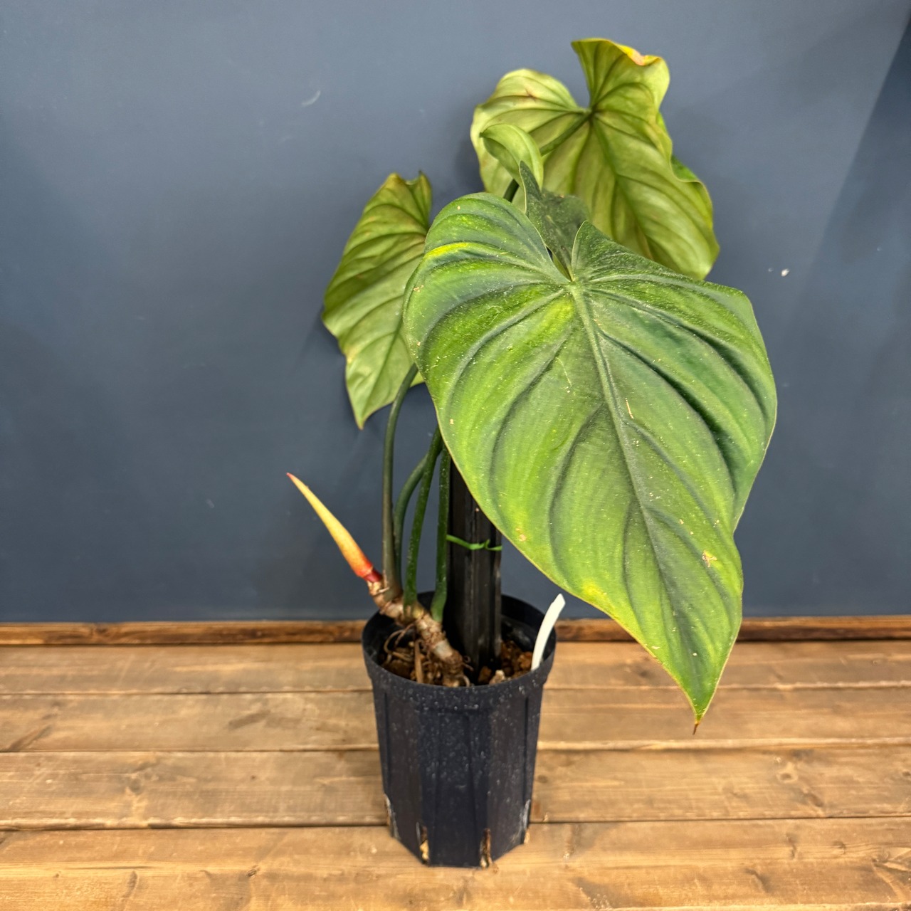 【クリアランス】フィロデンドロン パスタザナム【105】