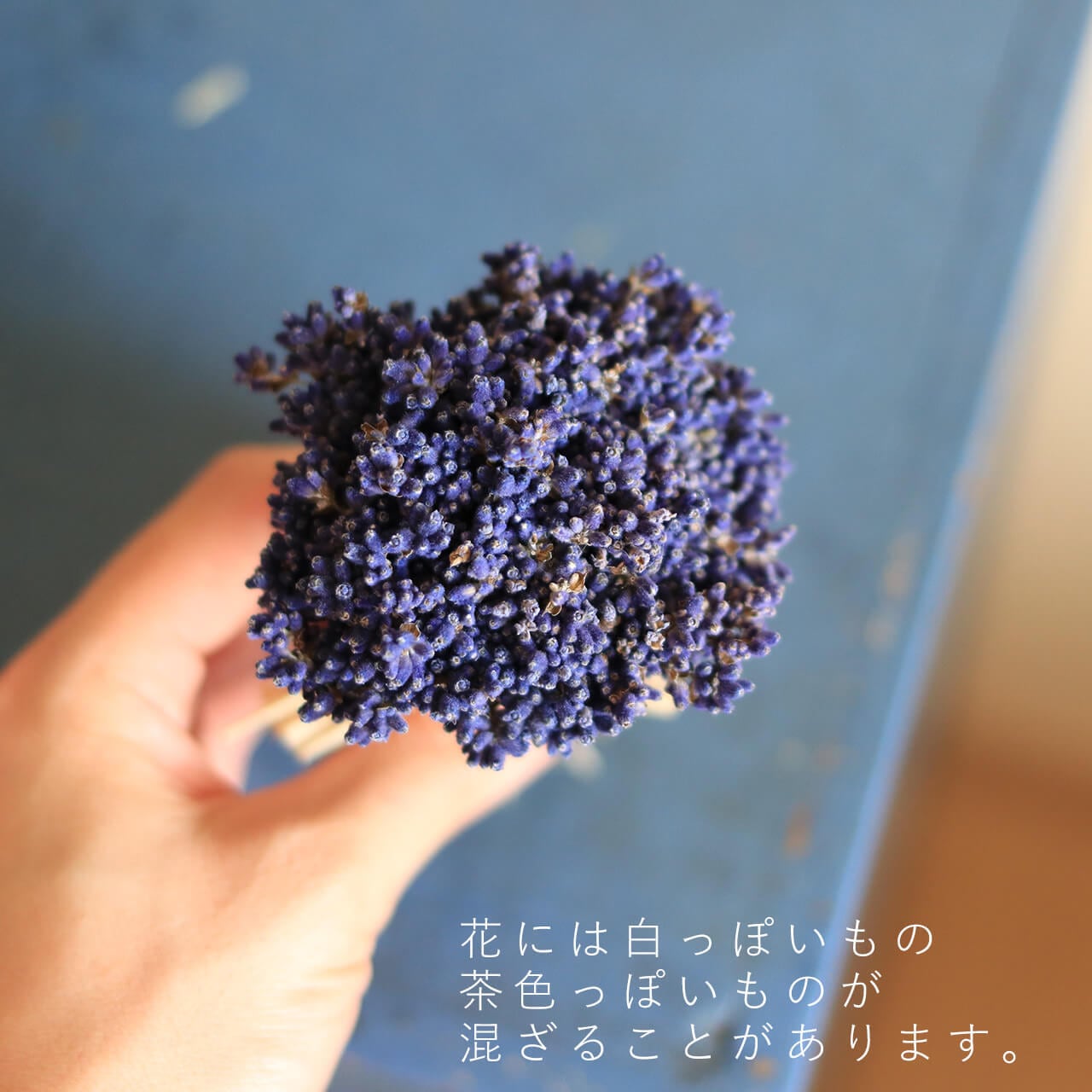 富良野ラベンダースタンドブーケ ミニ (濃紫3号)/ ドライフラワー