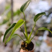 モンステラ バールマルクスフレーム / Monstera 'Burle Marx's Flame⑨│観葉植物