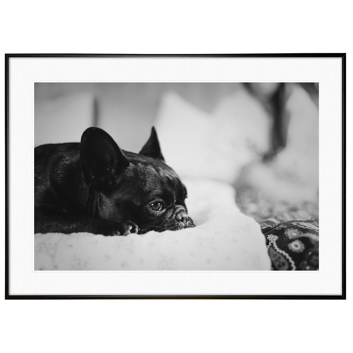 動物写真 犬 フレンチブルドッグ インテリア モノクロアートポスター
