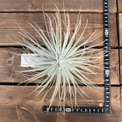 チランジア テクトラム XL【885】