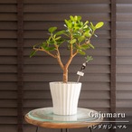 パンダガジュマル 4号 樹脂鉢 ピック付 観葉植物 ガジュマルの木 多幸の木 ガジュマル 0905WH