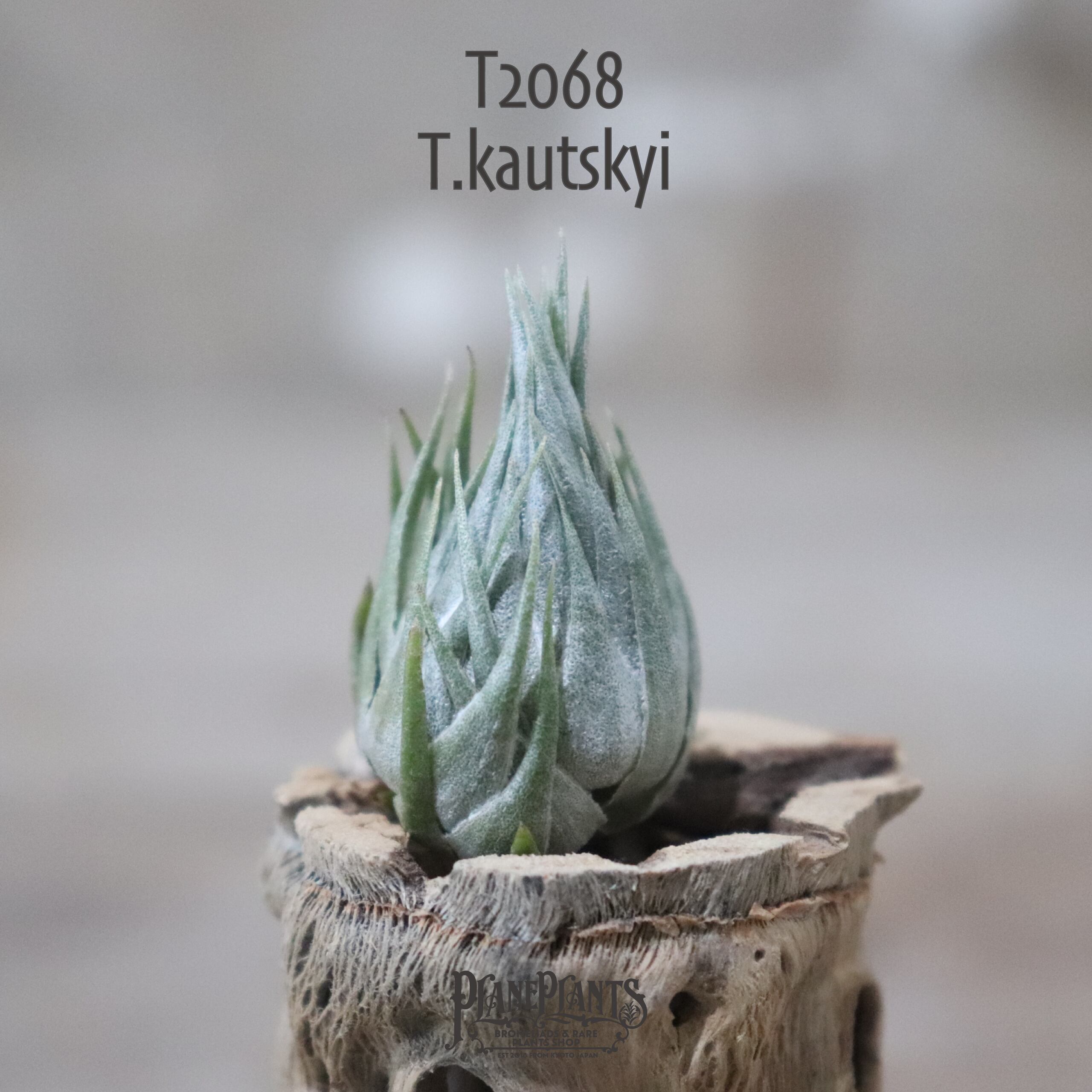 【送料無料】kautskyi〔エアプランツ〕現品発送T2068
