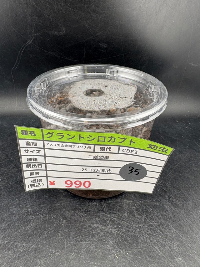 【CBF2】《グラントシロカブト 幼虫1頭》ひろぴー氏委託個体