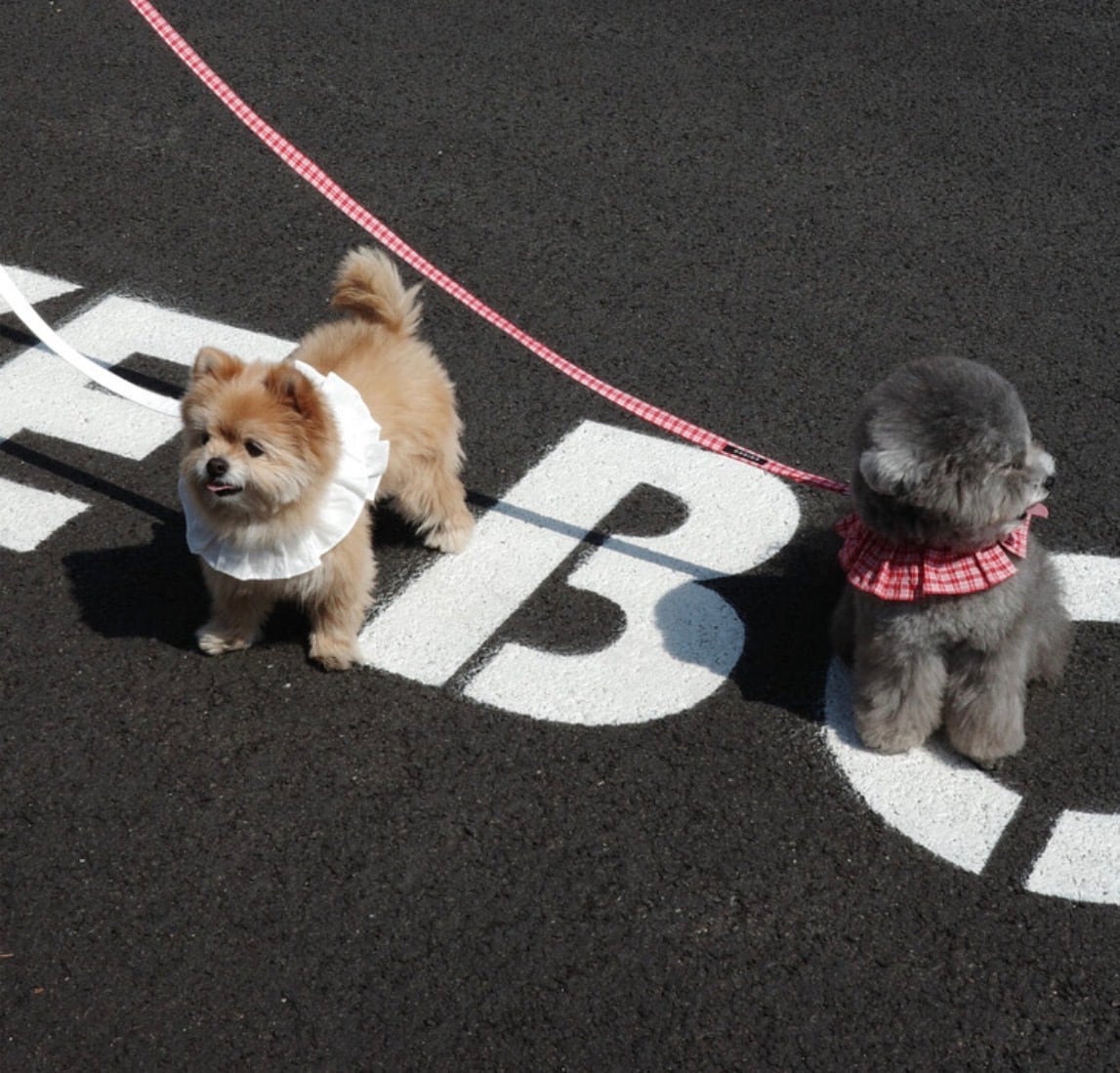 即納ページ【OHDIBS】capeness leash（150cm） | ropet
