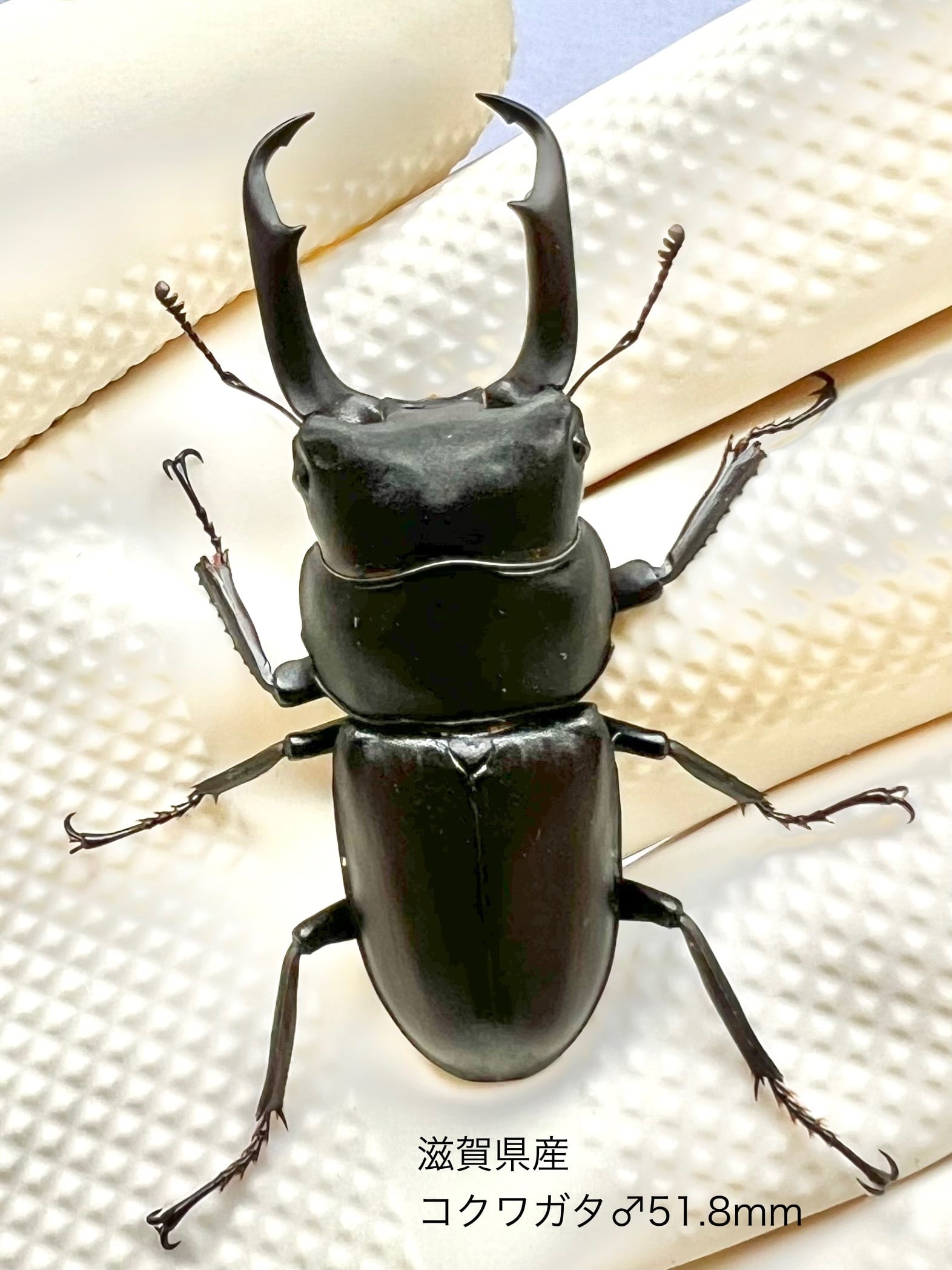 冷凍ヤワゲネズミ 173574473.png?cmsp_timestamp=