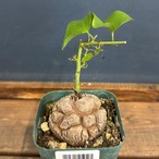 ディオスコレア　エレファンティペス　亀甲竜　実生選抜【900】