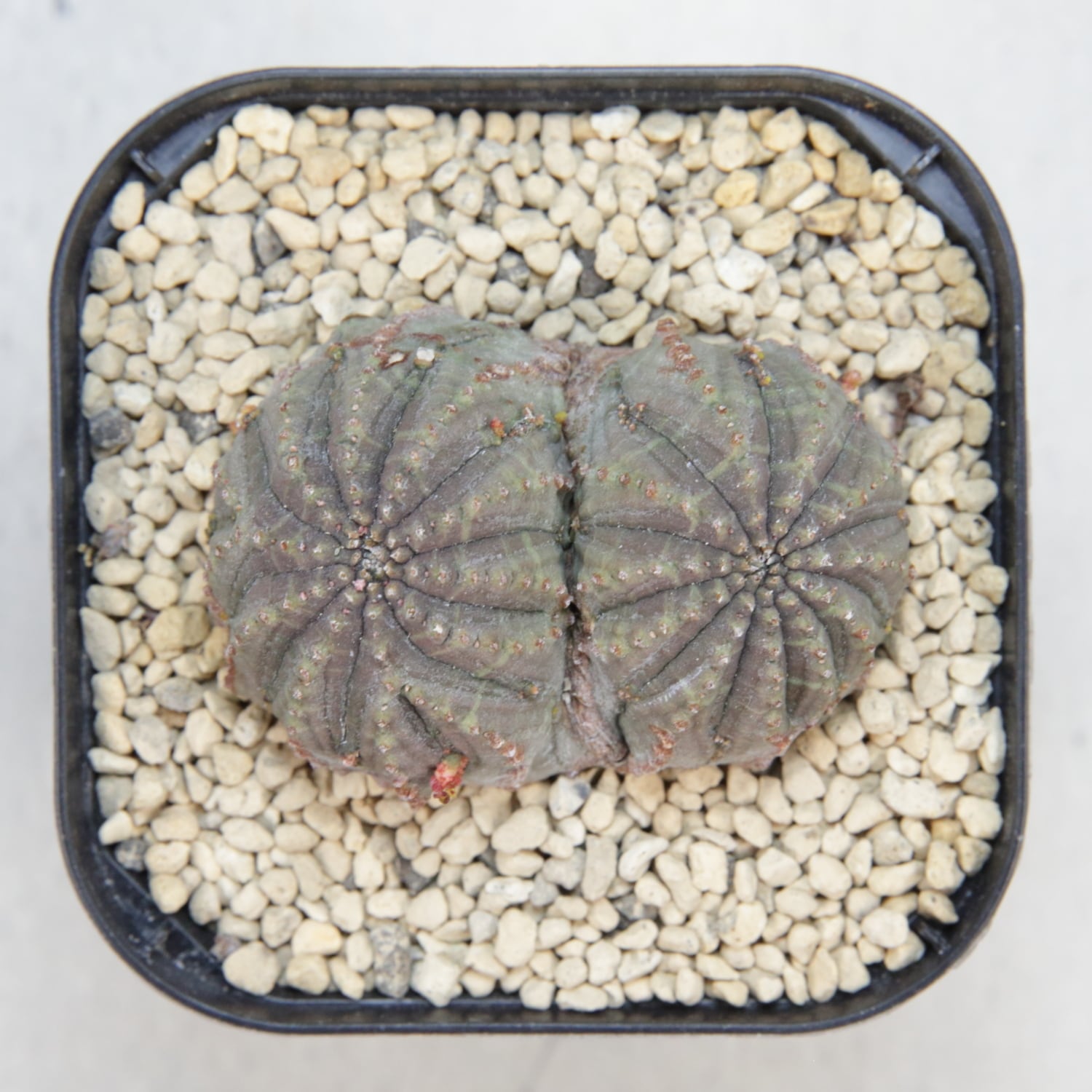 ダブルヘッド 扁平 オベサ / ユーフォルビア 木質化 | LIGHTHOUSE