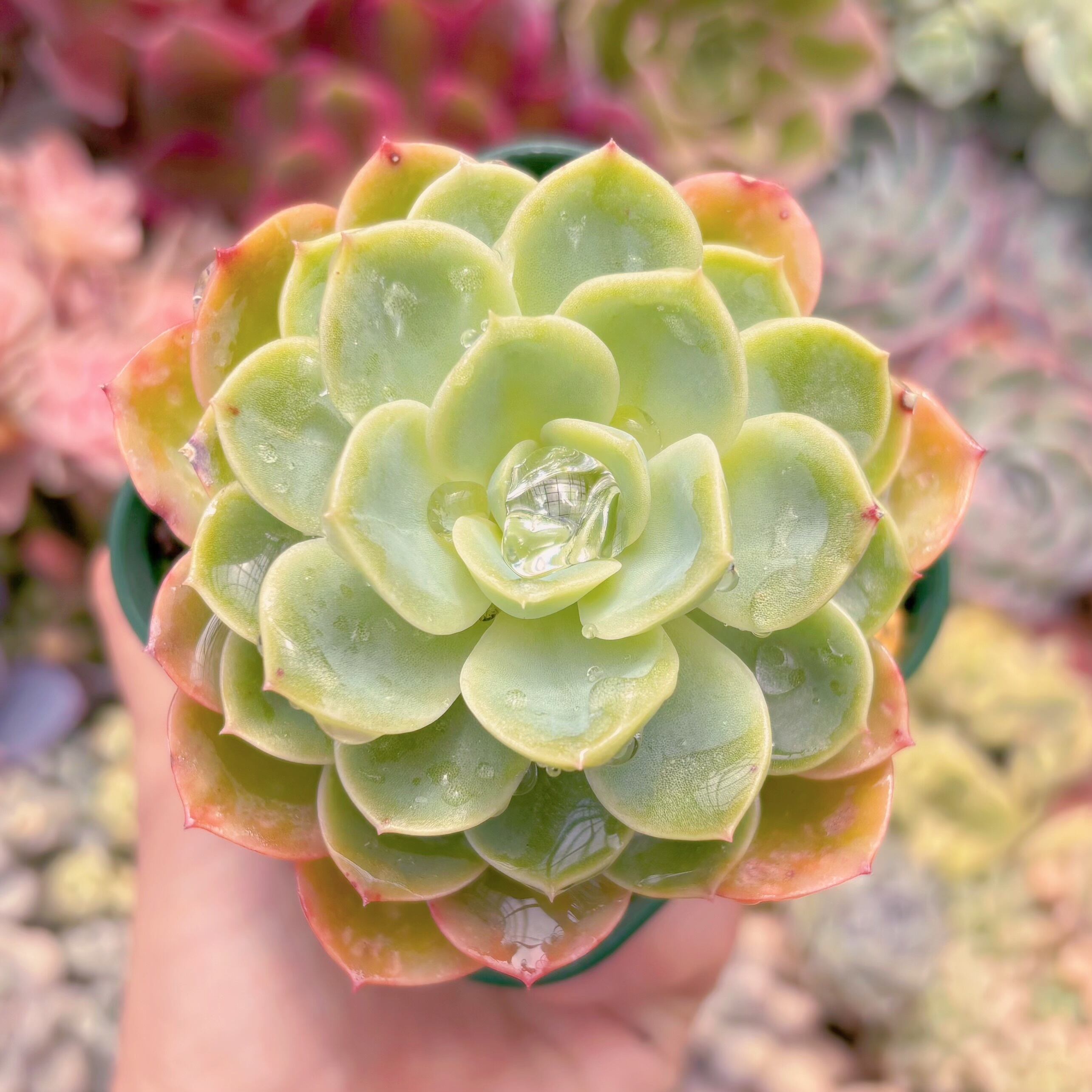 現品　メロン#1176　るる農園