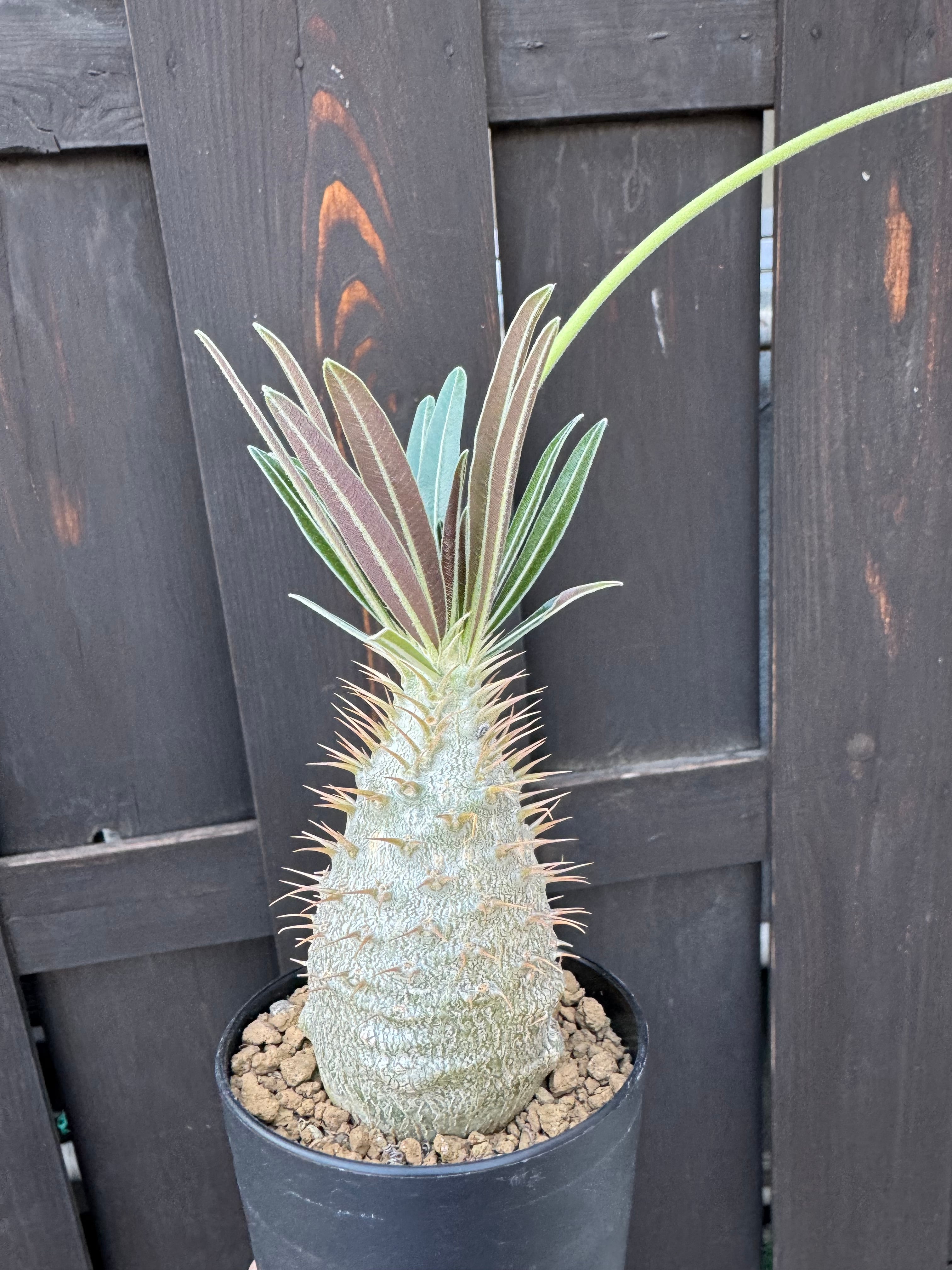 新着】 Pachypodium Gracilius【新潟県産 まん丸実生苗