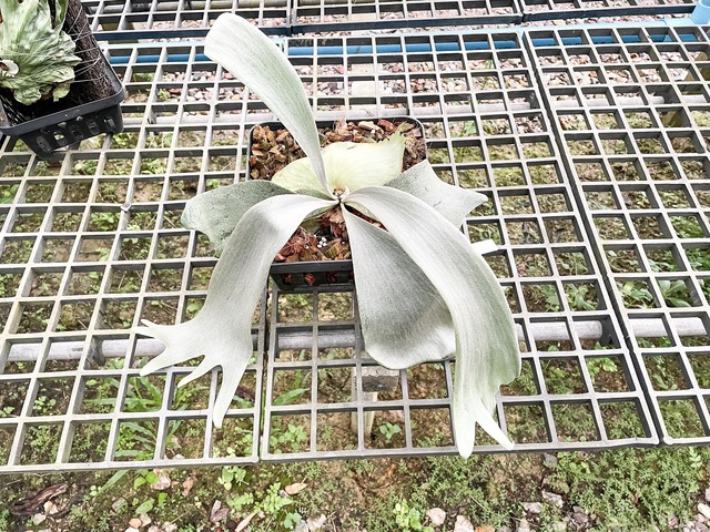 P. Snow White, willinckii Bogor Sudan, hillii Pumila Kew Garden (mix spore) Yot's select!!【artPLANTs】ビカクシダ/Platycerium