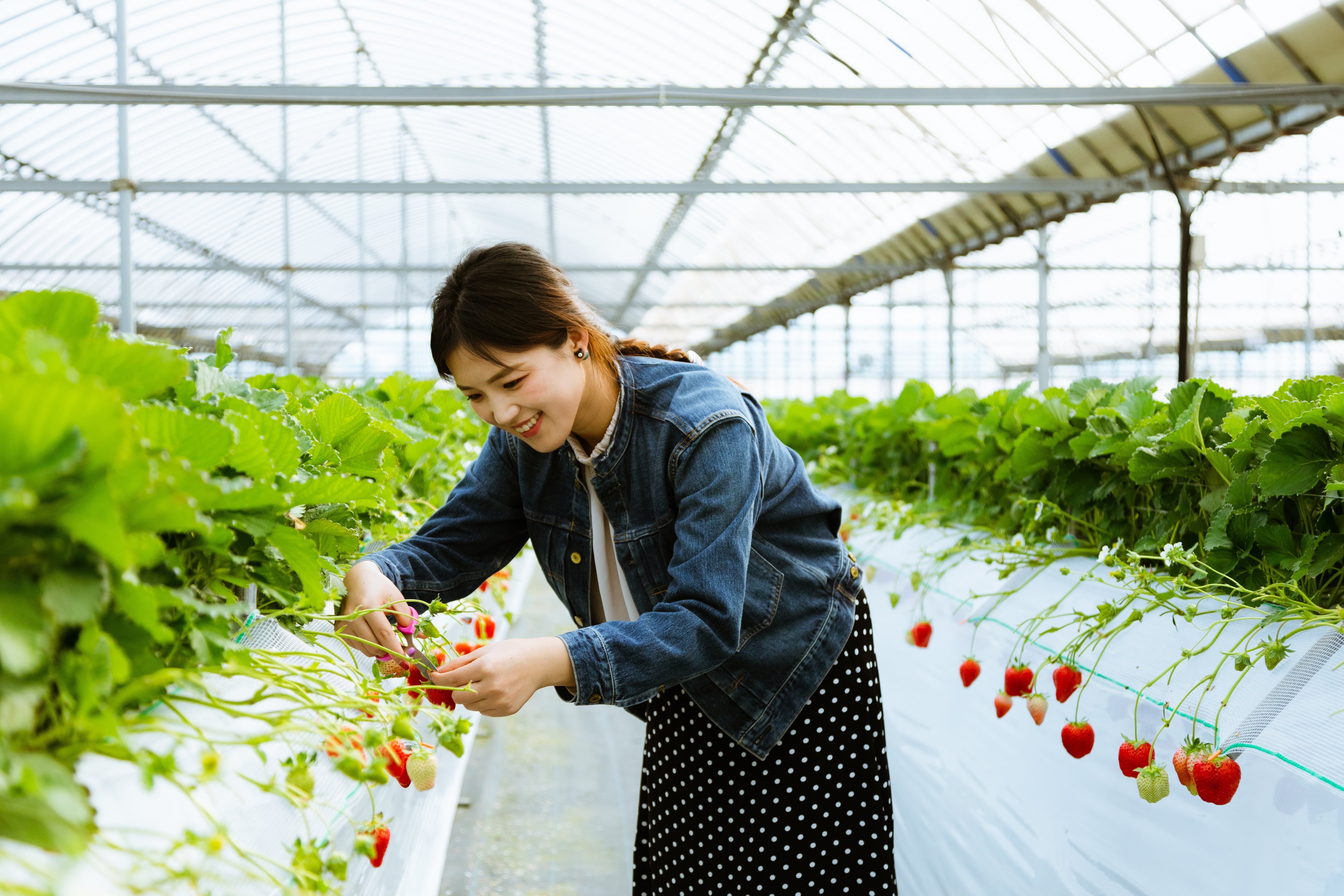 天使のいちご×旬のいちご 詰め合わせ