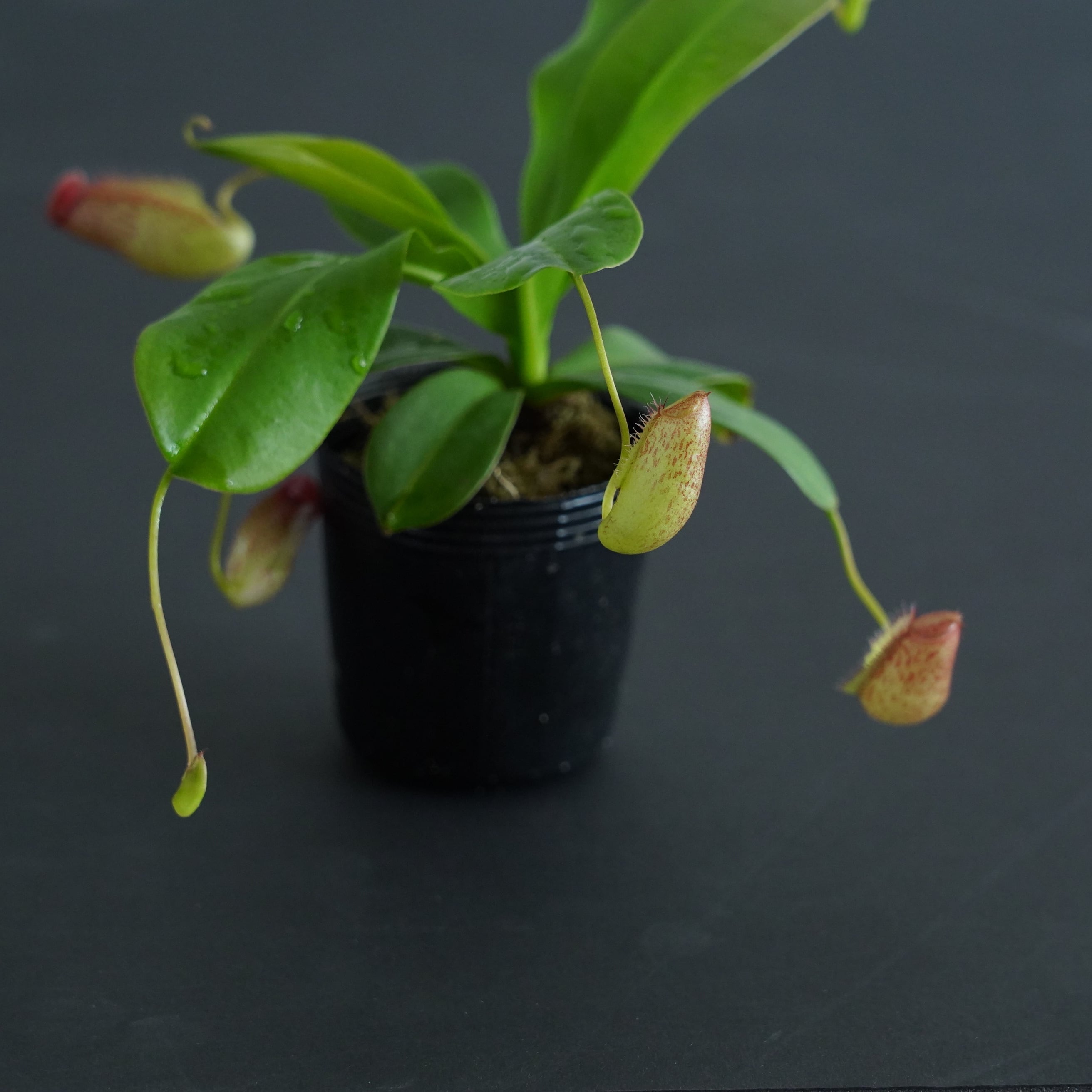 ネペンテス 'Mimis Kiss'【食虫植物】 苔テラリウム作製用素材
