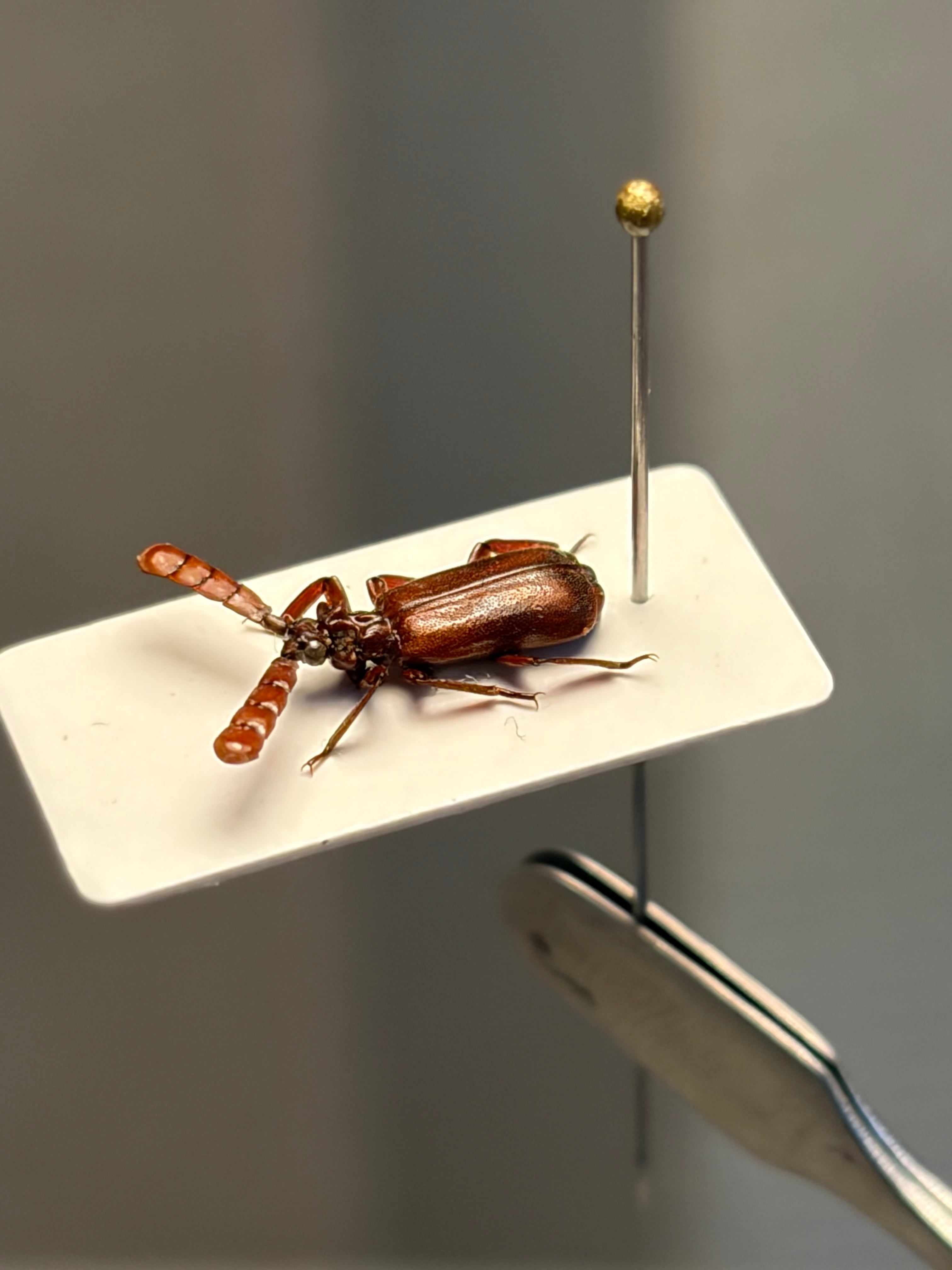 12mm】ザンビアのヒゲブトオサムシの一種 標本 とんでもない甲虫