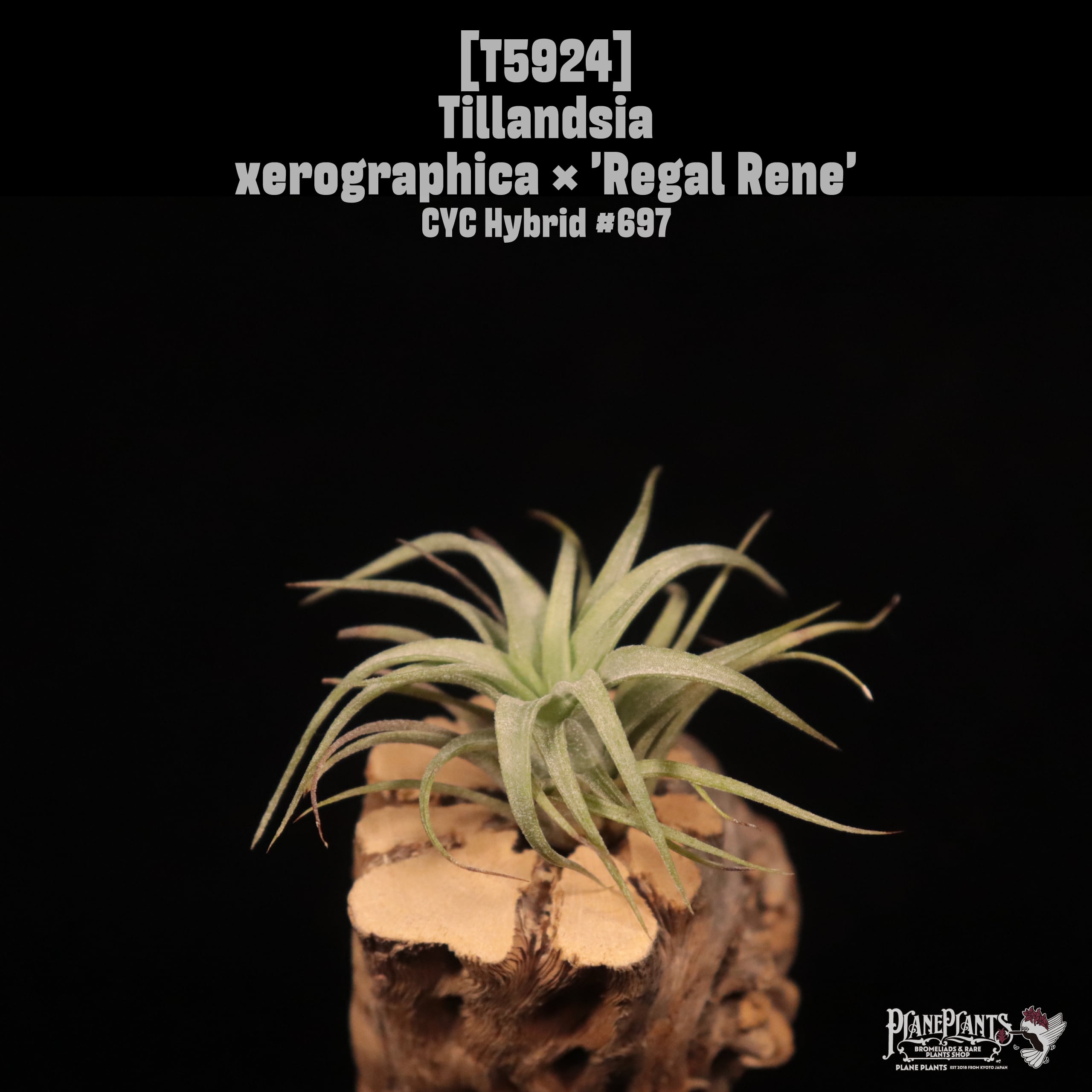 【reserved】Tillandsia xerographica × 'Regal Rene'〔エアプランツ〕T5924