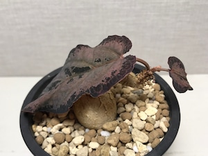 ユーフォルビア ラバティ レッドリーフ