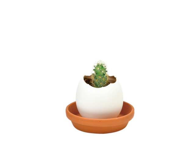 eggling eco friendly　カクタス