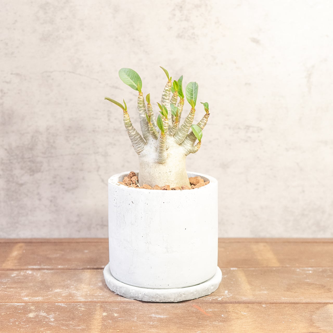 【ぷっくり丸い塊根】ぽってり愛らしい姿がたまらないアデニウム・ドワーフ。植物を引き立てる無骨な手づくりモルタル鉢でお届け／虫発生抑制（全国一律送料850円）