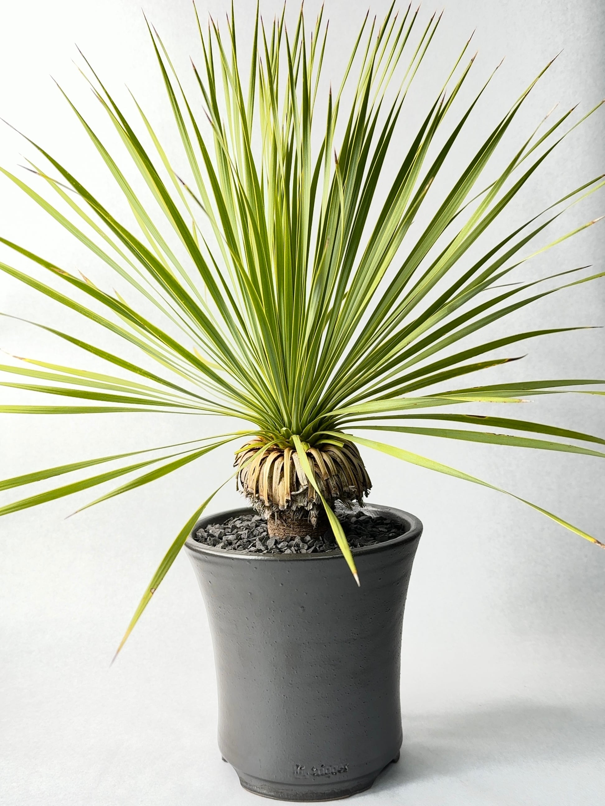 ユッカ・ロストラータ | trigger