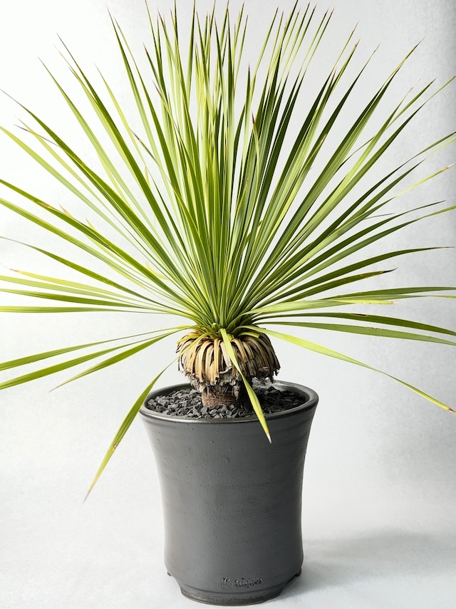 ユッカ・ロストラータ