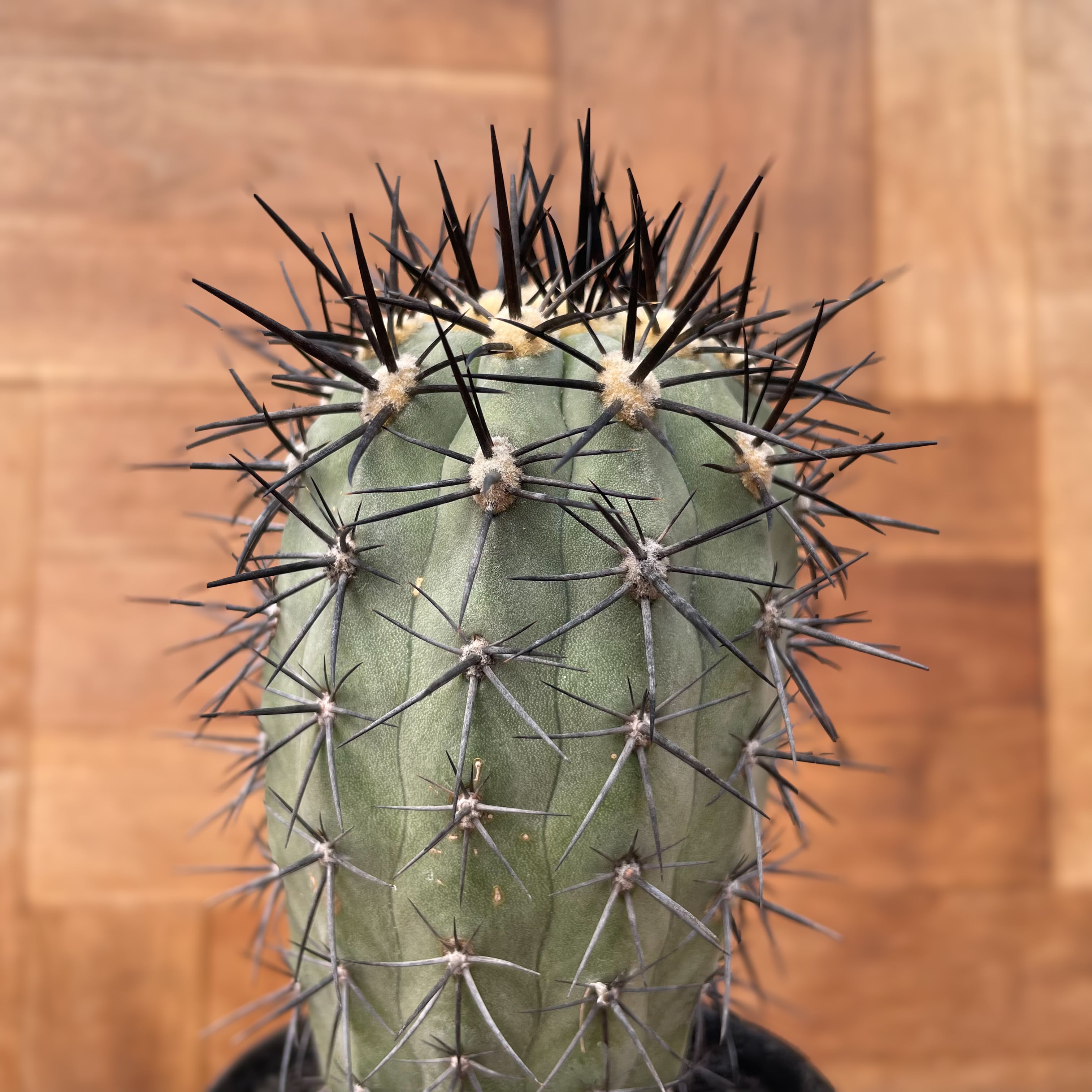 Copiapoa calderana【コピアポア・カルデラナ・実生】 | Pay ID